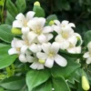 Buy Madhukamini Big-Leaf "Murraya paniculata "- plant from Nursery Nisarga