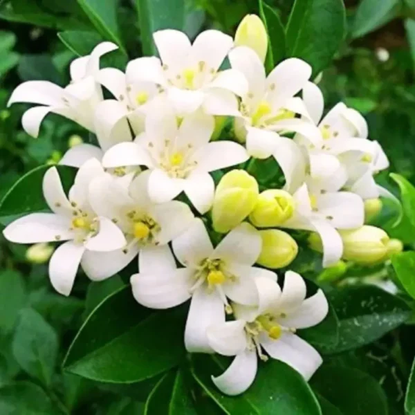 Buy Madhukamini Big-Leaf "Murraya paniculata "- plant from Nursery Nisarga