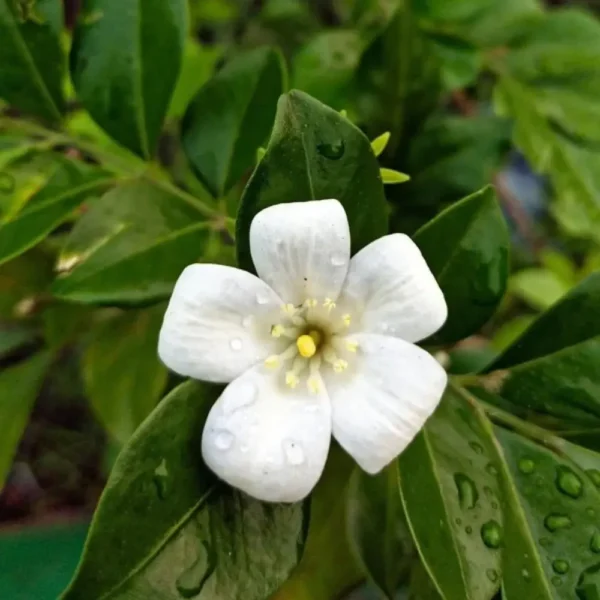 Buy Madhukamini Big-Leaf "Murraya paniculata "- plant from Nursery Nisarga