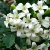 Buy Madhukamini Big-Leaf "Murraya paniculata "- plant from Nursery Nisarga
