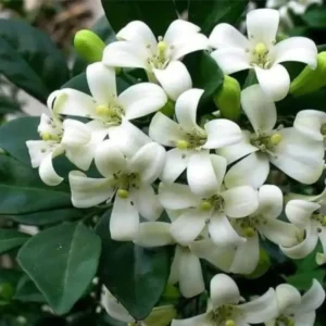 Buy Madhukamini Big-Leaf "Murraya paniculata "- plant from Nursery Nisarga