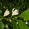 Buy Buy Magnolia Champaca “Swarn Champaa” – a fragrant golden-flowering outdoor plant with beautiful blooms, evergreen foliage, and a graceful tropical appearance from Nursery Nisarga