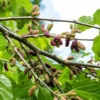 Buy Mulberry, Shahtoot, Tuti – Plant (air layered) from Nursery Nisarga