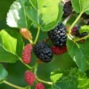 Buy Mulberry, Shahtoot, Tuti – Plant (air layered) from Nursery Nisarga