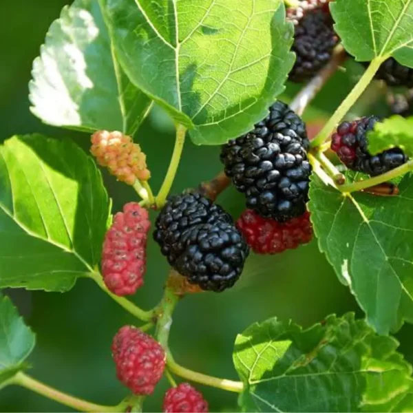 Buy Mulberry, Shahtoot, Tuti – Plant (air layered) from Nursery Nisarga