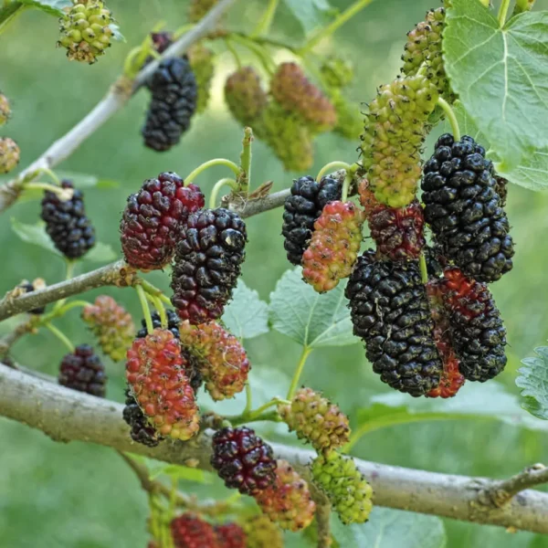 Buy Mulberry, Shahtoot, Tuti – Plant (air layered) from Nursery Nisarga