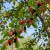 Buy Mulberry, Shahtoot, Tuti – Plant (air layered) from Nursery Nisarga