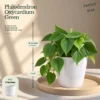 Buy Festive Decor Air Purifying Plants Combo (8 Inch, Pack of 5) from Nursery Nisarga