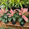 Buy Cordyline Fruticosa ‘Burlesque’ (Pink Kedarnath Dracaena) – Plant from Nursery Nisarga