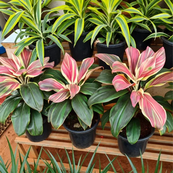 Buy Cordyline Fruticosa ‘Burlesque’ (Pink Kedarnath Dracaena) – Plant from Nursery Nisarga