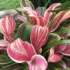 Buy Cordyline Fruticosa ‘Burlesque’ (Pink Kedarnath Dracaena) – Plant from Nursery Nisarga