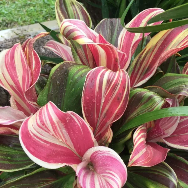 Buy Cordyline Fruticosa ‘Burlesque’ (Pink Kedarnath Dracaena) – Plant from Nursery Nisarga