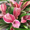 Buy Cordyline Fruticosa ‘Burlesque’ (Pink Kedarnath Dracaena) – Plant from Nursery Nisarga