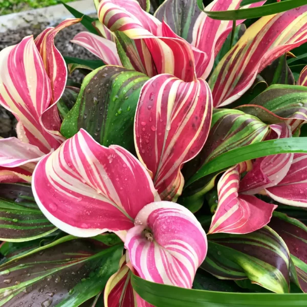 Buy Cordyline Fruticosa ‘Burlesque’ (Pink Kedarnath Dracaena) – Plant from Nursery Nisarga