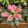 Buy Cordyline Fruticosa ‘Burlesque’ (Pink Kedarnath Dracaena) – Plant from Nursery Nisarga