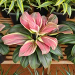 Buy Cordyline Fruticosa ‘Burlesque’ (Pink Kedarnath Dracaena) – Plant from Nursery Nisarga