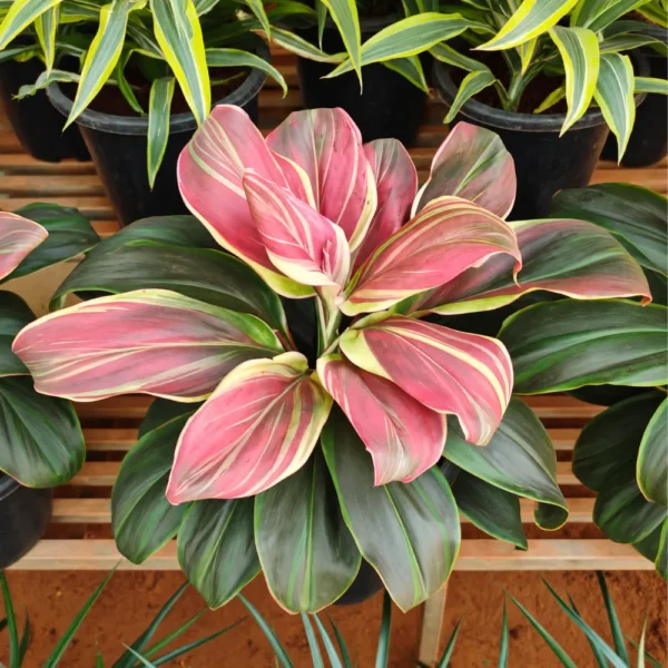 Buy Cordyline Fruticosa ‘Burlesque’ (Pink Kedarnath Dracaena) – Plant from Nursery Nisarga