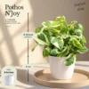 Buy Festive Decor Indoor Plants Combo with Pots (Pack of 4) from Nursery Nisarga