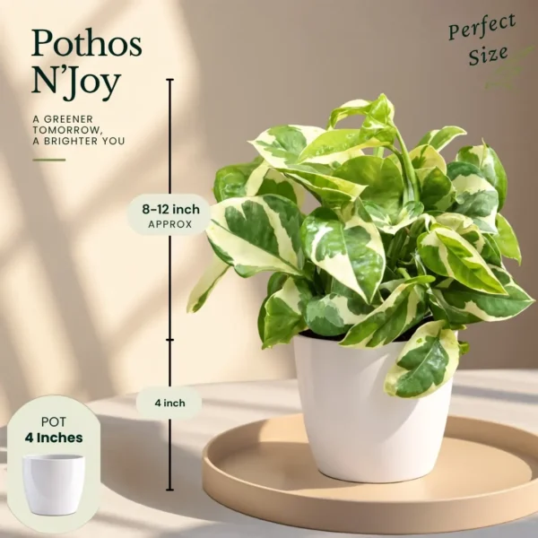 Buy Festive Decor Indoor Plants Combo with Pots (Pack of 4) from Nursery Nisarga