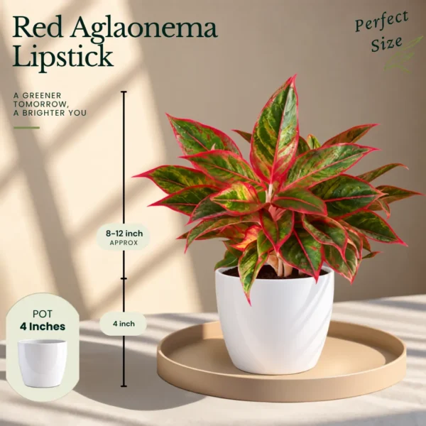 Buy Festive Decor Aglaonema Plants Combo (Pack of 6) from Nursery Nisarga