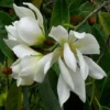 Buy Swarna Champa White , Magnolia Champaca "grafted" - Plant from Nursery Nisarga