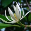 Buy Swarna Champa White , Magnolia Champaca "grafted" - Plant from Nursery Nisarga