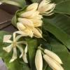 Buy Swarna Champa White , Magnolia Champaca "grafted" - Plant from Nursery Nisarga