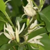 Buy Swarna Champa White , Magnolia Champaca "grafted" - Plant from Nursery Nisarga