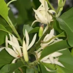 Buy Swarna Champa White , Magnolia Champaca "grafted" - Plant from Nursery Nisarga