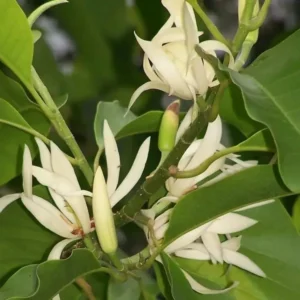 Buy Swarna Champa White , Magnolia Champaca "grafted" - Plant from Nursery Nisarga