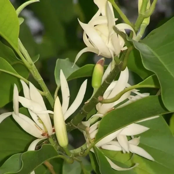 Buy Swarna Champa White , Magnolia Champaca "grafted" - Plant from Nursery Nisarga