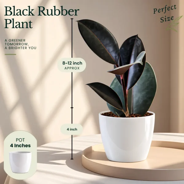 Buy Top 3 Indoor Special Decorative Plants Pack with Black Rubber Plant for Home and Office Décor from Nursery Nisarga