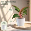 Buy Top 3 Indoor Special Decorative Plants Pack with Red Aglaonema Lipstick Plant for Home and Office Décor from Nursery Nisarga