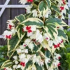 Buy Variegated Bleeding heart “Clerodendrum Thompsoniae” – plant from Nursery Nisarga