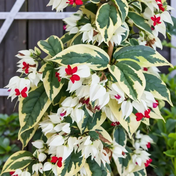 Buy Variegated Bleeding heart “Clerodendrum Thompsoniae” – plant from Nursery Nisarga