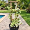 Buy Variegated Bleeding heart “Clerodendrum Thompsoniae” – plant from Nursery Nisarga
