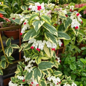 Buy Variegated Bleeding heart “Clerodendrum Thompsoniae” – plant from Nursery Nisarga