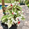 Buy Variegated Bleeding heart “Clerodendrum Thompsoniae” – plant from Nursery Nisarga
