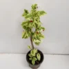 Buy Variegated Bleeding heart “Clerodendrum Thompsoniae” – plant from Nursery Nisarga