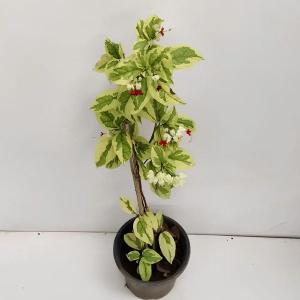 Buy Variegated Bleeding heart “Clerodendrum Thompsoniae” – plant from Nursery Nisarga