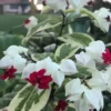 Buy Variegated Bleeding heart “Clerodendrum Thompsoniae” – plant from Nursery Nisarga