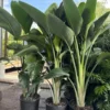 Buy White Bird of Paradise/ Strelitzia Nicolai/ Crane Flower from Nursery Nisarga
