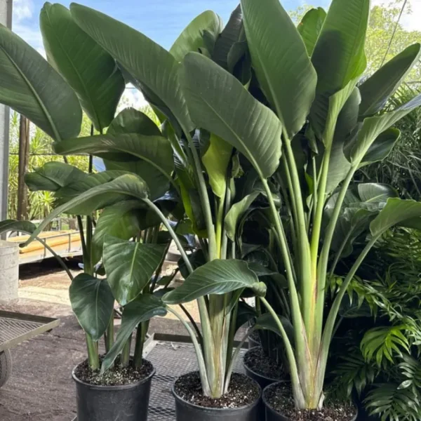 Buy White Bird of Paradise/ Strelitzia Nicolai/ Crane Flower from Nursery Nisarga