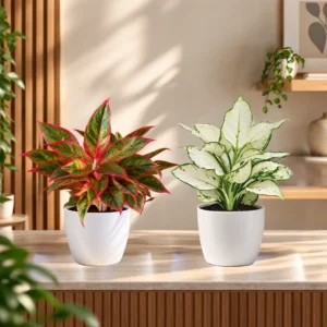 Buy Festive Decor Aglaonema Combo Plant from Nursery Nisarga