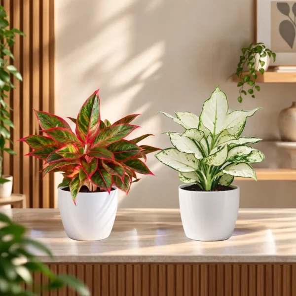 Buy Festive Decor Aglaonema Combo Plant from Nursery Nisarga