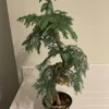 Buy Araucaria Cunninghamii Bonsai (Hoop Pine) – Plant from Nursery Nisarga