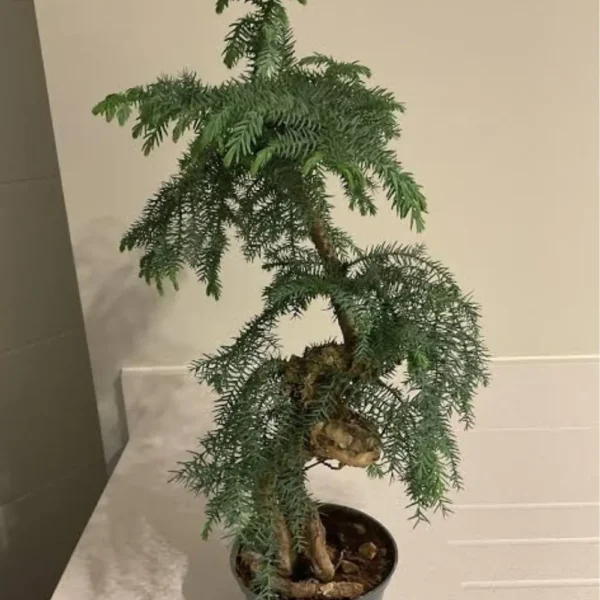Buy Araucaria Cunninghamii Bonsai (Hoop Pine) – Plant from Nursery Nisarga