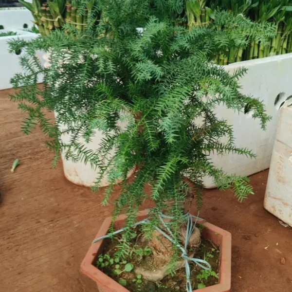 Buy Araucaria Cunninghamii Bonsai (Hoop Pine) – Plant from Nursery Nisarga