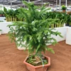 Buy Araucaria Cunninghamii Bonsai (Hoop Pine) – Plant from Nursery Nisarga