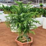 Buy Araucaria Cunninghamii Bonsai (Hoop Pine) – Plant from Nursery Nisarga
